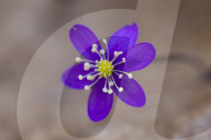 Anemone hepatica