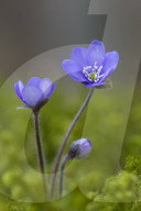 Anemone hepatica
