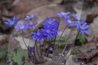 Anemone hepatica