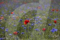 Poppy and cornflower