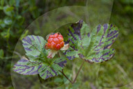 Cloudberry