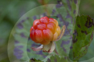 Cloudberry