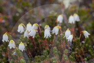 Lily of the valley