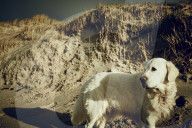 Dog at the Beach