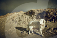 Dog at the Beach