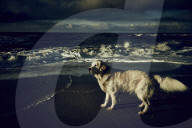Dog at the Beach