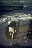 Dog at the Beach