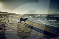 Dog at the Beach