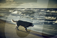 Dog at the Beach