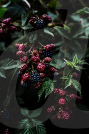 Blackberries on a shrub