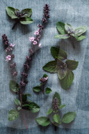 Fresh Basil