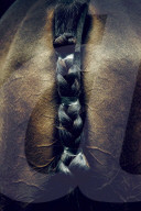 Portrait of a Polo Horse