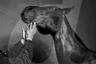 Portrait of a Polo Horse
