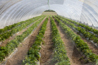 Strawberry cultivation
