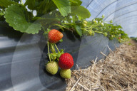 Strawberry cultivation