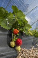 Strawberry cultivation