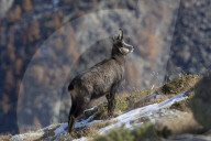 Chamois in autumn