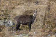 Chamois in autumn