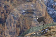 Chamois in autumn