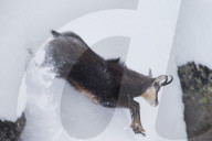 Gams jumping winter