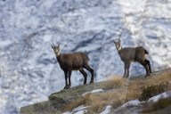 Chamois with fawn