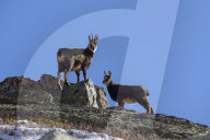 Chamois with fawn