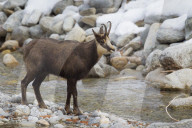 Chamois at the creek