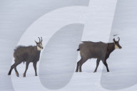 Chamois duel