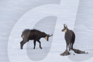 Chamois duel