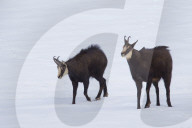Chamois duel