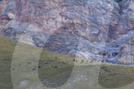 Chamois herd in autumn
