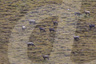 Chamois herd in autumn