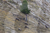 Chamois herd in autumn