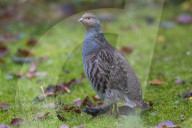 Partridge male
