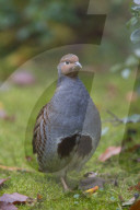 Partridge male