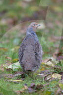 Partridge male