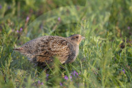 Partridge female