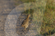 Partridge young
