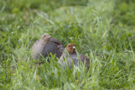 Partridge couple
