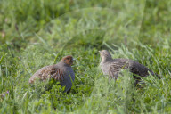 Partridge couple