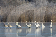 Whooper Swans Winterrast