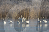 Whooper Swans Winterrast