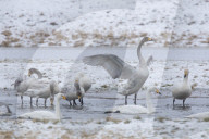 Singschwaene Winterrast