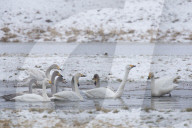 Singschwaene Winterrast