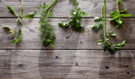 Thai Basil, Dill, Coriander, Parsley and Mint 