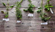 Thai Basil, Dill, Coriander, Parsley and Mint 