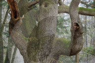 Oak in Visbek