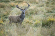Red deer