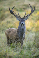 Red deer
