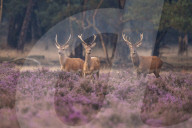 Red deer